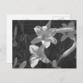 Carte Postale Lillies (Devant / Derrière)