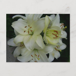 Carte Postale Lillies