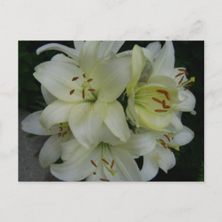 Carte Postale Lillies