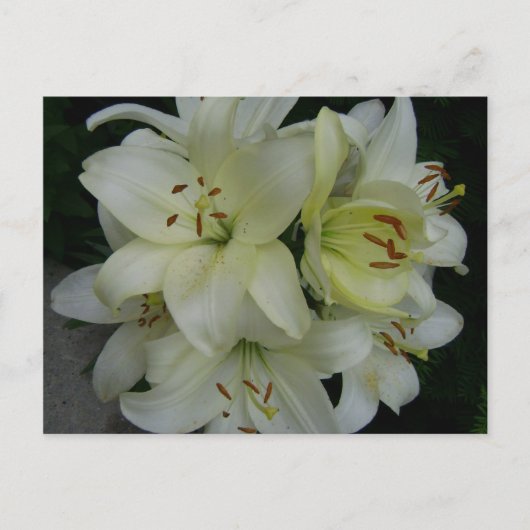 Carte Postale Lillies (Devant)
