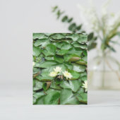 Carte Postale Lillies d'eau (Debout devant)