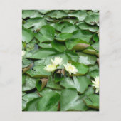 Carte Postale Lillies d'eau (Devant)