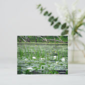 Carte postale Lillies d'eau (Debout devant)