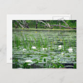 Carte postale Lillies d'eau (Devant / Derrière)