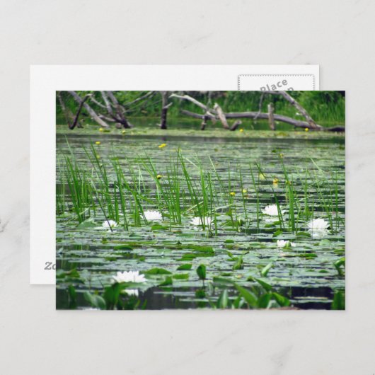 Carte postale Lillies d'eau (Devant / Derrière)