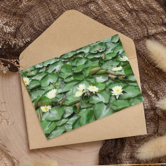 Carte Postale Lillies d'eau