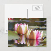 Carte Postale Lillies d'eau (Devant / Derrière)