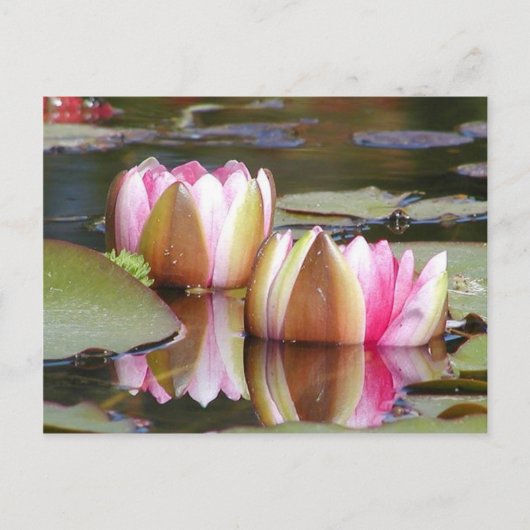 Carte Postale Lillies d'eau (Devant)
