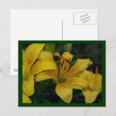 Carte Postale lilly (Devant / Derrière)