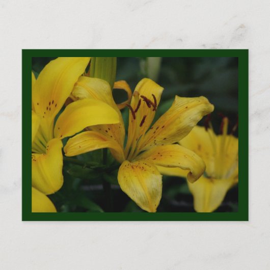Carte Postale lilly (Devant)