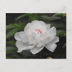 Carte postale Lilly blanche