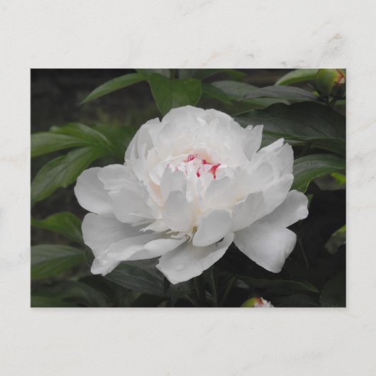 Carte postale Lilly blanche (Devant)