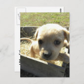 Carte Postale Lilly dans une boîte (Devant / Derrière)