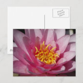 Carte Postale Lilly en gros plan (Devant / Derrière)