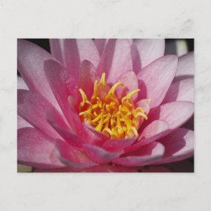 Carte Postale Lilly en gros plan