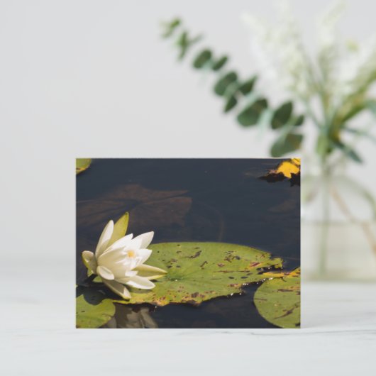 Carte Postale Lilly Pad (Debout devant)