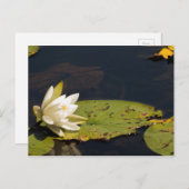 Carte Postale Lilly Pad (Devant / Derrière)