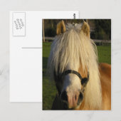 Carte Postale Lil's Bill (Devant / Derrière)