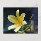 Carte postale Lily (Devant)