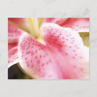 Carte postale Lily