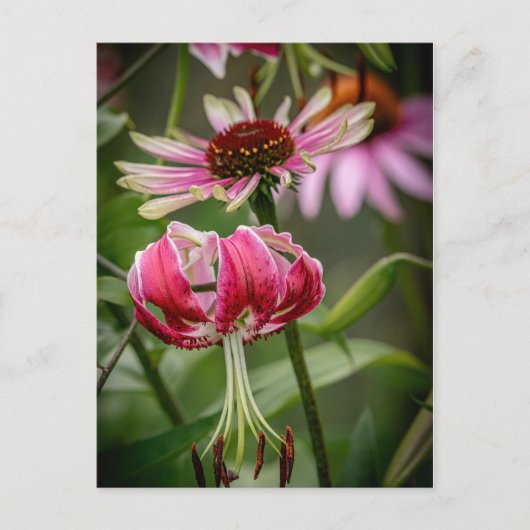 Carte Postale Lily (Devant)