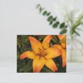Carte postale Lily (Debout devant)