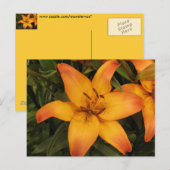 Carte postale Lily (Devant / Derrière)