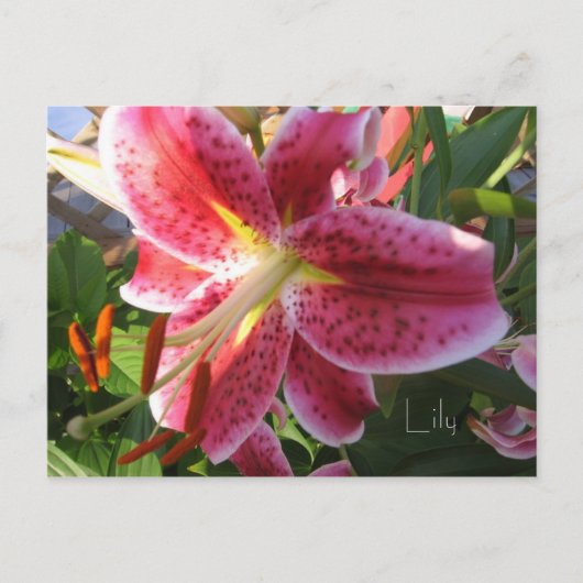 Carte postale Lily (Devant)