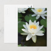 Carte Postale Lily (Devant / Derrière)