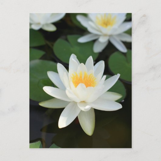 Carte Postale Lily (Devant)