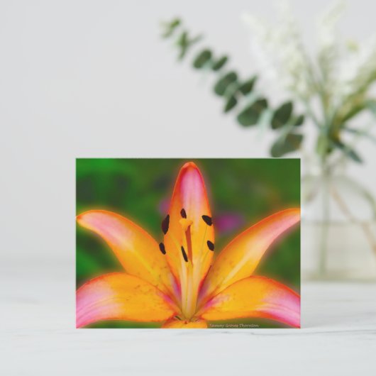 Carte Postale Lily (Debout devant)