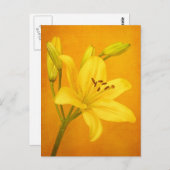 Carte Postale Lily (Devant / Derrière)