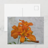 Carte Postale Lily (Devant / Derrière)