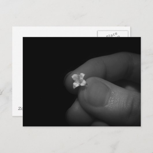 Carte Postale Lily (Devant / Derrière)