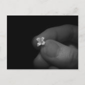 Carte Postale Lily (Devant)