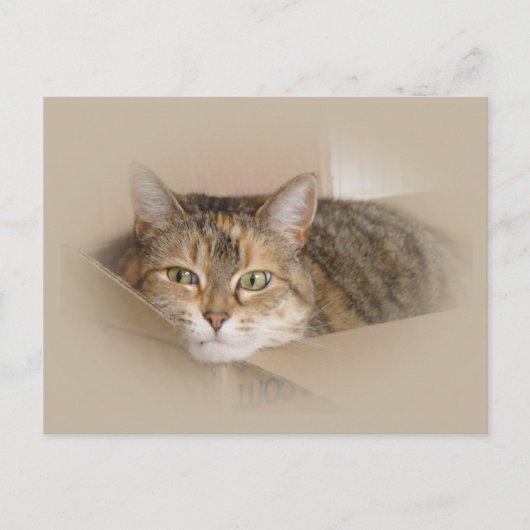 Carte Postale Lily #2 (Devant)