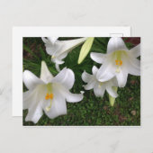 Carte postale Lily blanche (Devant / Derrière)