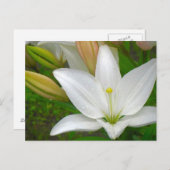 Carte postale Lily blanche (Devant / Derrière)