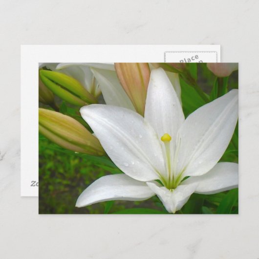 Carte postale Lily blanche (Devant / Derrière)