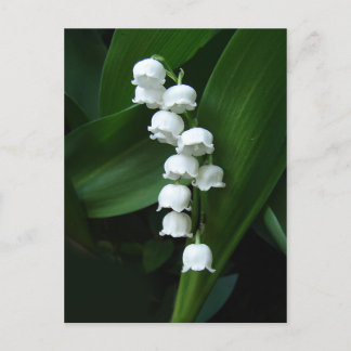 Carte postale Lily de la Vallée