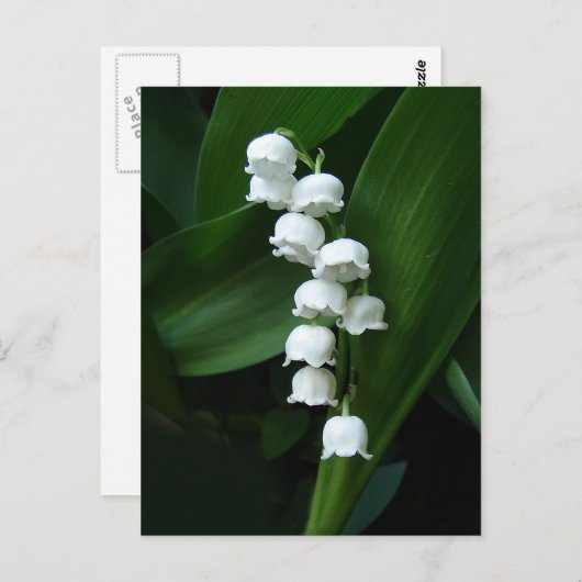 Carte postale Lily de la Vallée (Devant / Derrière)