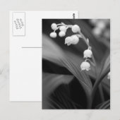 Carte Postale Lily de la Vallée (Devant / Derrière)