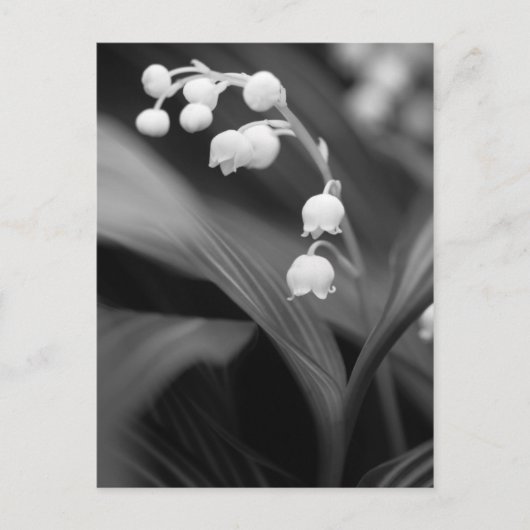 Carte Postale Lily de la Vallée (Devant)