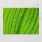 Carte Postale Lily de la Vallée (Devant)