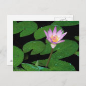 Carte Postale Lily de l'eau bleue du Cap (Nymphaea Capensis) (Devant / Derrière)