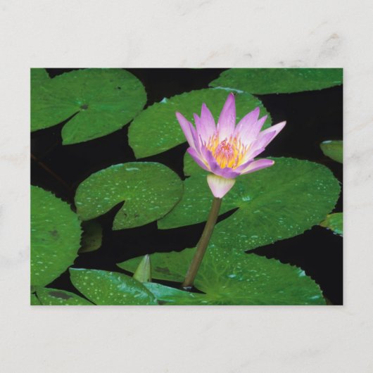 Carte Postale Lily de l'eau bleue du Cap (Nymphaea Capensis) (Devant)
