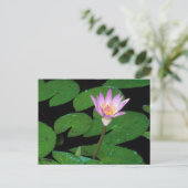 Carte Postale Lily de l'eau bleue du Cap (Nymphaea Capensis) (Debout devant)