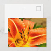 Carte Postale Lily de tigre orange (Devant / Derrière)