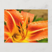 Carte Postale Lily de tigre orange (Devant)