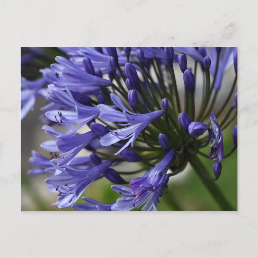 Carte Postale Lily du Nil (Agapanthus sp.) (Devant)
